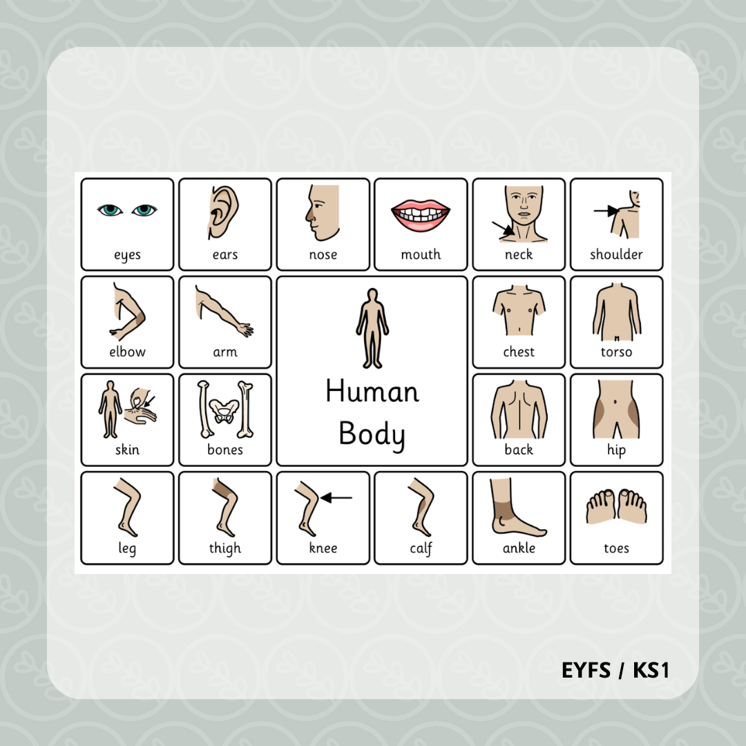 Human Body Key Vocabulary Word Mat