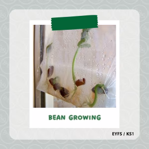 Bean Growing
