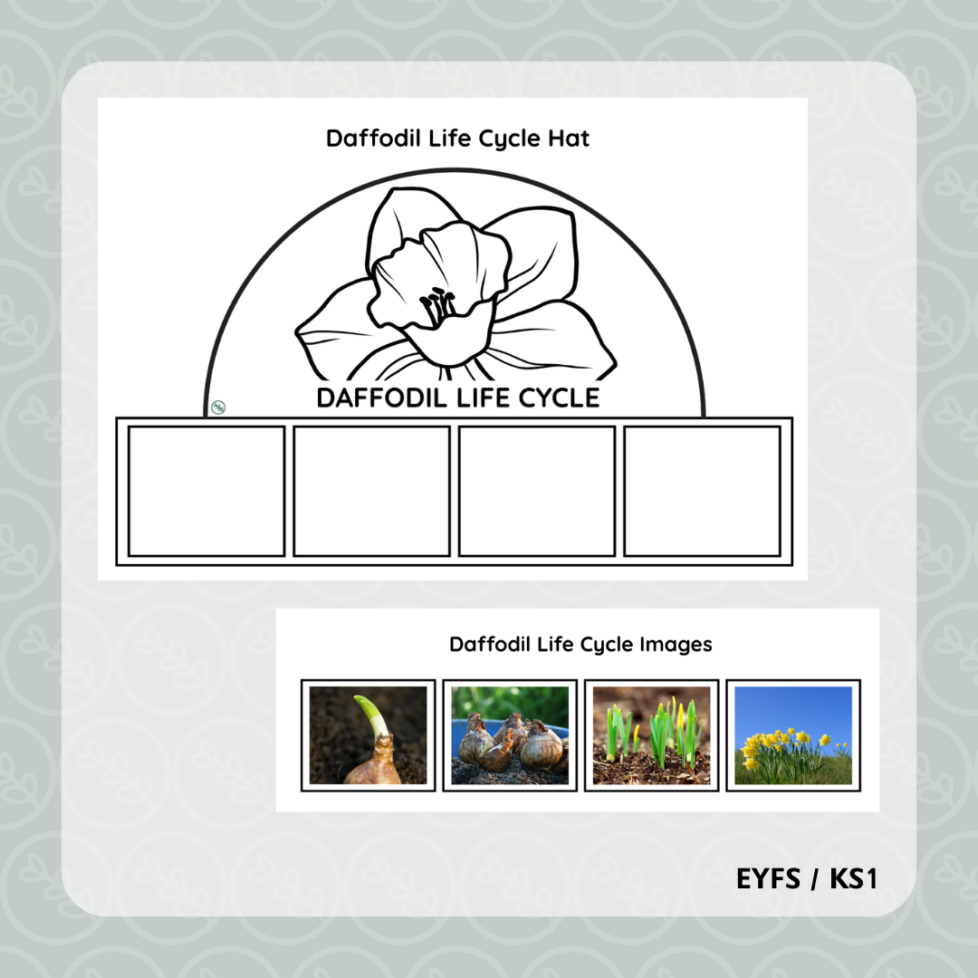 Daffodil Life Cycle Hat