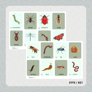 Minibeasts Mini Flashcards