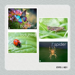 Minibeasts Flashcards (Real Life)