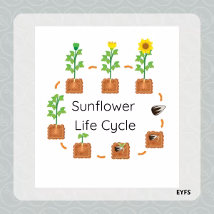 Sunflower Life Cycle